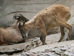Zoo Hamburgo 17-06-11 1800 Zoo Hamburgo 17-06-11 1800