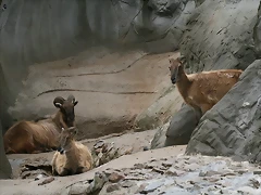 Zoo Hamburgo 17-06-11 1839 Zoo Hamburgo 17-06-11 1839