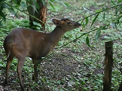 Zoo Hamburgo 17-06-11 1931 Zoo Hamburgo 17-06-11 1931
