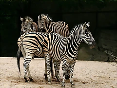 Zoo Hamburgo 17-06-11 1623 Zoo Hamburgo 17-06-11 1623