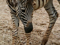 Zoo Hamburgo 17-06-11 1621 Zoo Hamburgo 17-06-11 1621