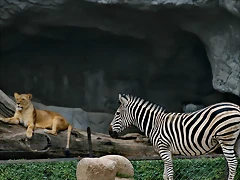 Zoo Hamburgo 17-06-11 1731 Zoo Hamburgo 17-06-11 1731