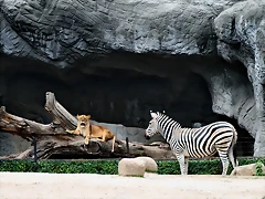 Zoo Hamburgo 17-06-11 1720 Zoo Hamburgo 17-06-11 1720
