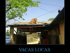 CR_355843_vacas_locas