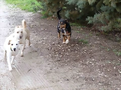 golfo golfo