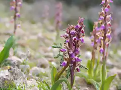 Orchis_collina46