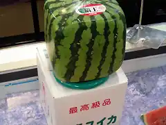 sandia_cuadrada