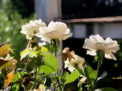 22, rosas blancas, marca