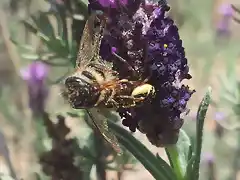 abeja pillada