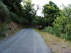 BAJADA DE 7 CARBALLOS A PONTE DE DONÍS