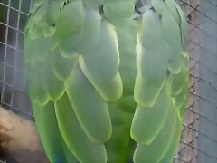 Amazona brasiliensis Amazona brasiliensis