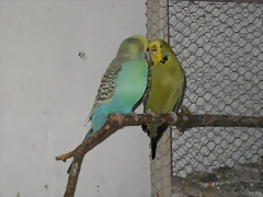 Loren y Aqua
