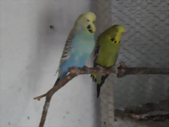 Loren y Aqua
