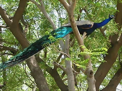 P1220788