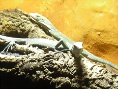 Varanus jobiensis 2 (16-6-13 Terarium Praha, Dubeč) Varanus jobiensis 2 (16-6-13 Terarium Praha, Dubeč)