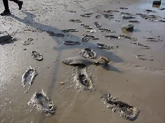 Lenguado fuera del agua