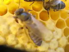 Mayo 2013 abejas (203)