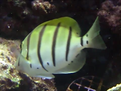 Acanthurus triostegus 2 Acanthurus triostegus 2