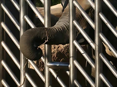 Zoo de Barcelona 01-03-11 466 Zoo de Barcelona 01-03-11 466