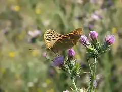 mariposa