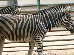 Zoo de Barcelona 435