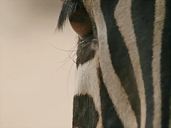 Zoo de Barcelona 474