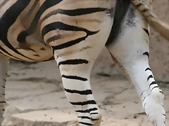 Zoo de Barcelona 457