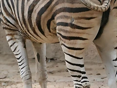 Zoo de Barcelona 452