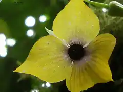 orquideas de orosi