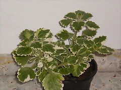 P2200065