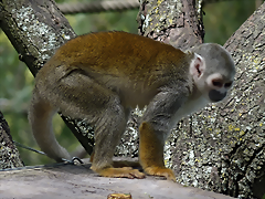 Saimiri sciureus cassiquiarensis (1-10-23 Zoo de Quito)