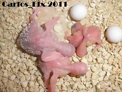 4 pollo 8-2-11