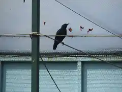 CANTABRIA (cabarceno y zoo de santillana) 647