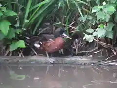 CANTABRIA (cabarceno y zoo de santillana) 650