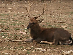 Zoo Lunaret + Sigean 18 i 19-09-10 357 Zoo Lunaret + Sigean 18 i 19-09-10 357