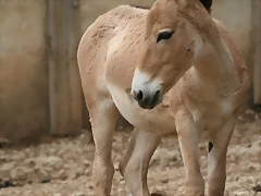Zoo Lunaret + Sigean 18 i 19-09-10 400 Zoo Lunaret + Sigean 18 i 19-09-10 400
