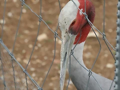 Zoo Lunaret + Sigean 18 i 19-09-10 341 Zoo Lunaret + Sigean 18 i 19-09-10 341
