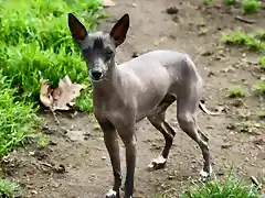 xoloitzcuintle-informacion