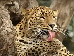 leopardoSR (59)