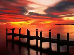 seagulls-at-sunset-fort-myers-florida