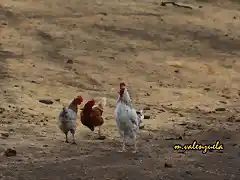 09, gallo y gallinas, marca