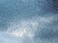 pajaros