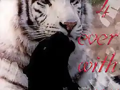 white_tiger_black_panthera0