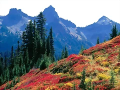 Fall Spectrum in the Tatoosh Range, Mount Rainier National Park, Washington Fall Spectrum in the Tatoosh Range, Mount Rainier National Park, Washington