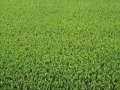 Farm_1010 Farm_1010