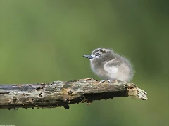 Fairy Tern, Midway Island Fairy Tern, Midway Island