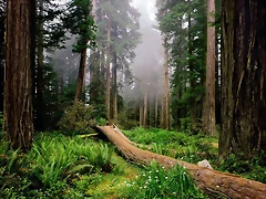Fallen Nurse Log, Redwood National Park, California Fallen Nurse Log, Redwood National Park, California