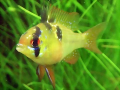 Mikrogeophagus ramirezi (22-7-13 DendroAcua) Mikrogeophagus ramirezi (22-7-13 DendroAcua)