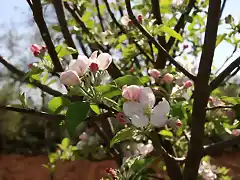 019, flor del albrchigo
