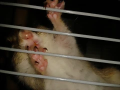 dedo hinchado 2